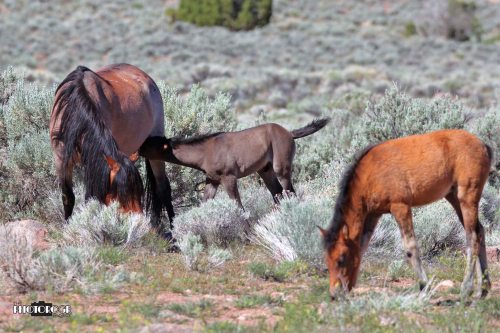 IMG_2582 - edited 1a logo lr