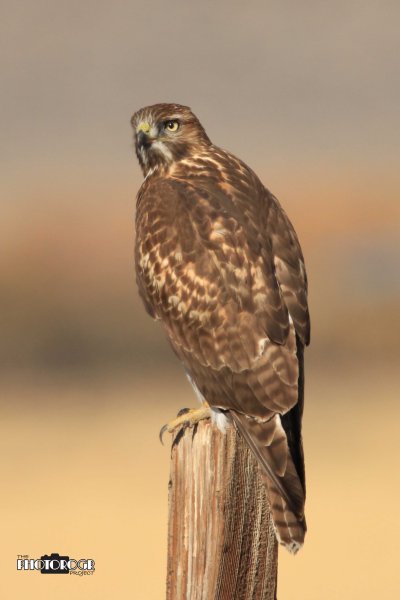 IMG_8531 - edited 1a logo lr