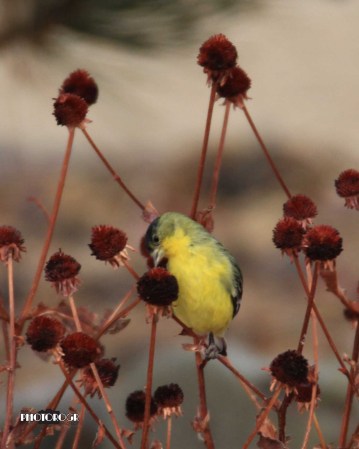 IMG_0370 - ea8x10lg04