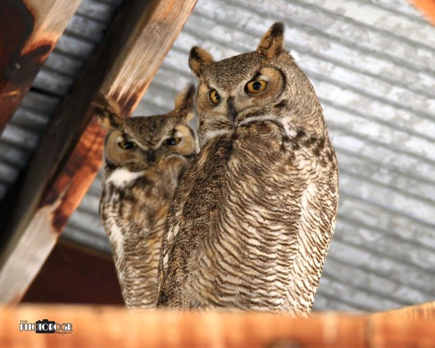 IMG_2510_edited-2a8x10lg04