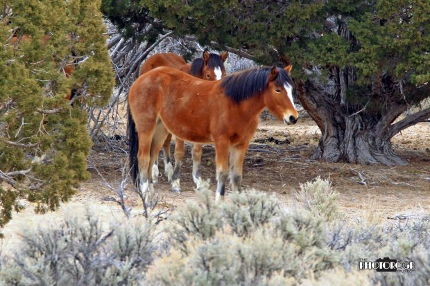 IMG_3102_edited-2alg04