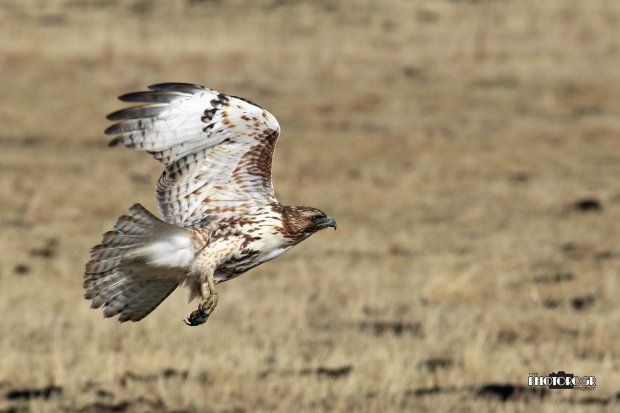 IMG_3432_edited-2alg04