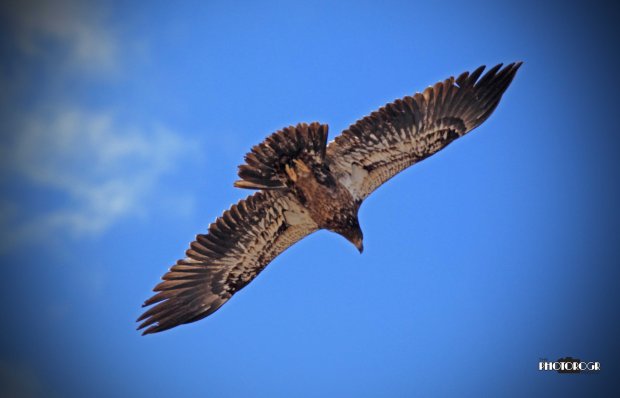 IMG_4074_edited-3alg - 04