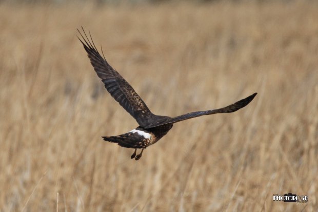 IMG_4237_edited-1alg - 04