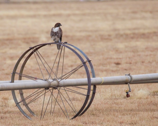 Photorogr - Shapes - #5