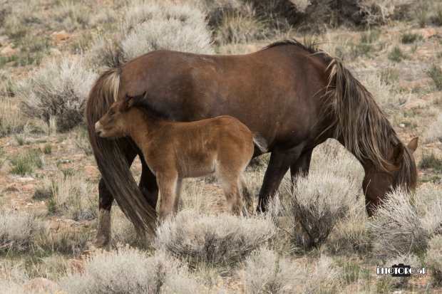 Little-Jo-and-Mama-2---PHOTOROGR