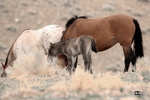 _MG_5469 - e2lg - 04