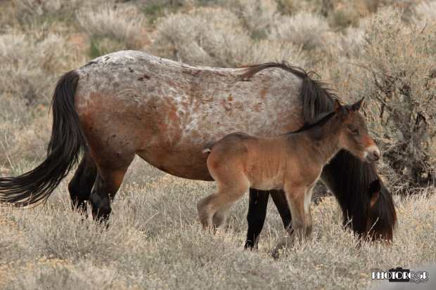 Sidney-and-Mama---PHOTOROGR