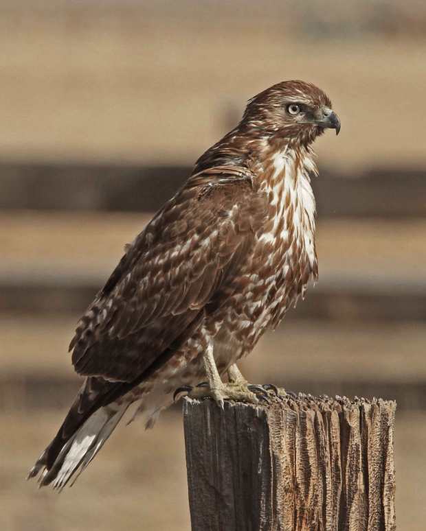 IMG_3469---re1-healed-a-8x10-w