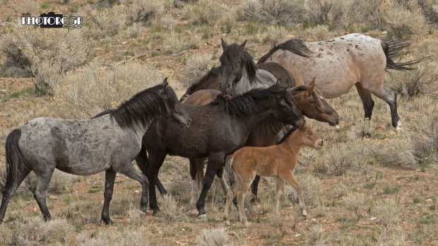 ROGR6245-healed2-e2a-w