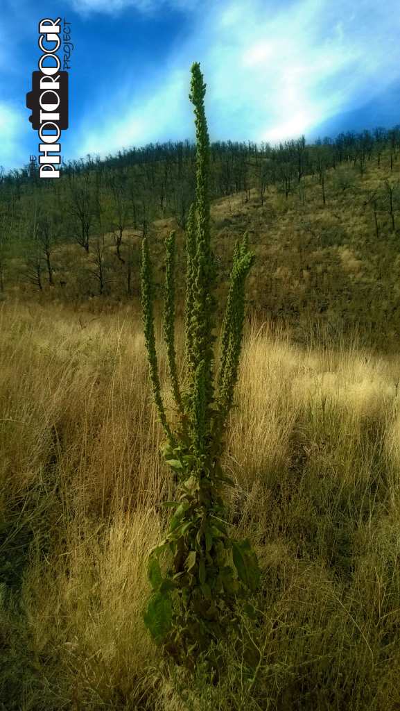 PHOTOROGR---Autumn---002-w