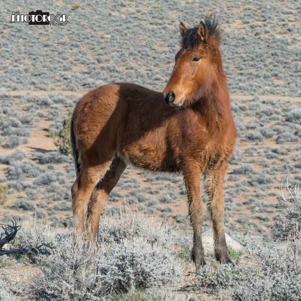 PNWHA-PHOTOROGR0951-2-w