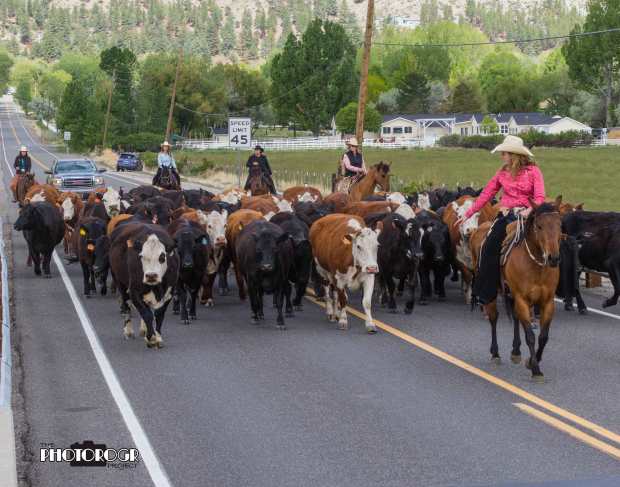 PHOTOROGR7934-Cattle-Drive-on-Genoa-Lane-w