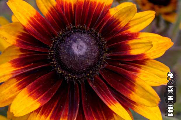 PMX9307-9_fused-a-z-w