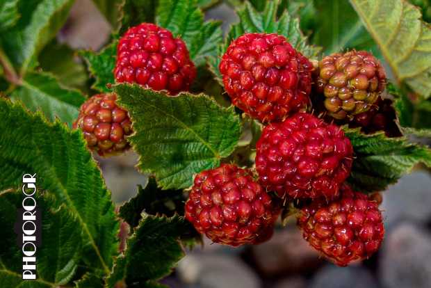 PMX9471-5_fused-a-z-w