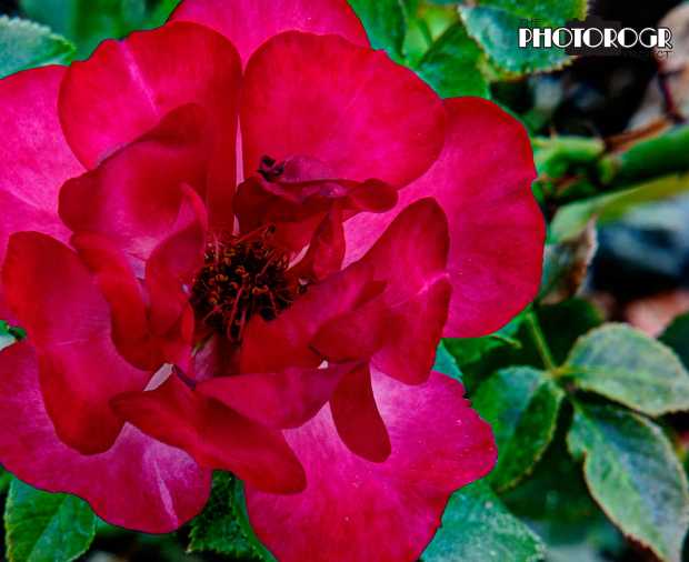 PMX9484-7_fused-a-z-w