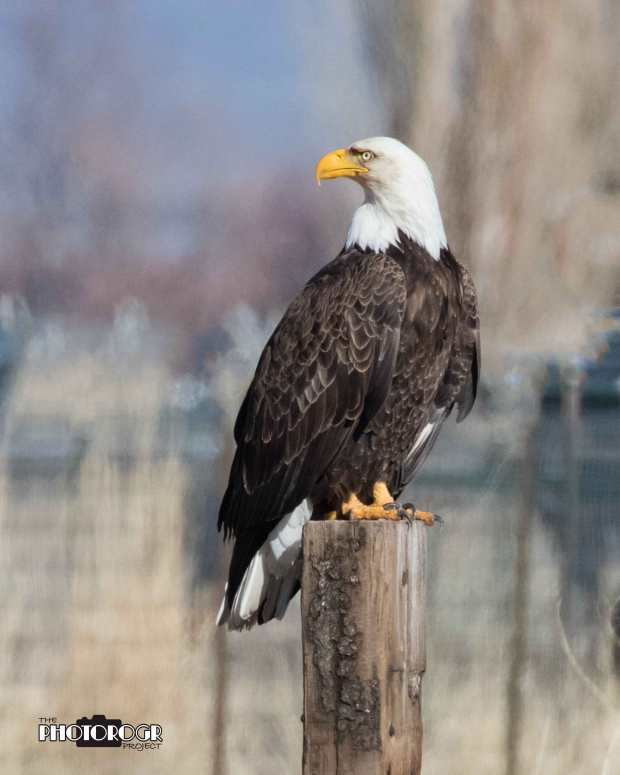 photorogr9978-bald-eagle-on-fence-post-w