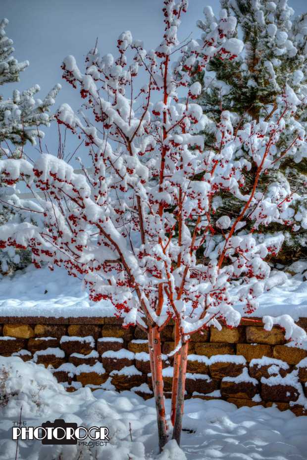 pmx6365-7_crowne-winter-tree-e1-w
