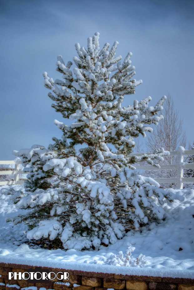pmx6368-70_crowne-winter-tree-e1-w